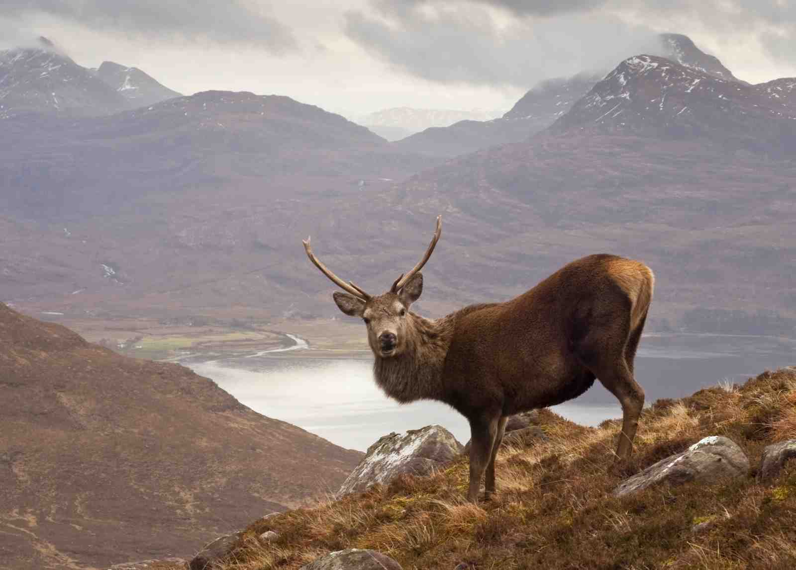 Majestic Stag Highland Landscape Wall Art