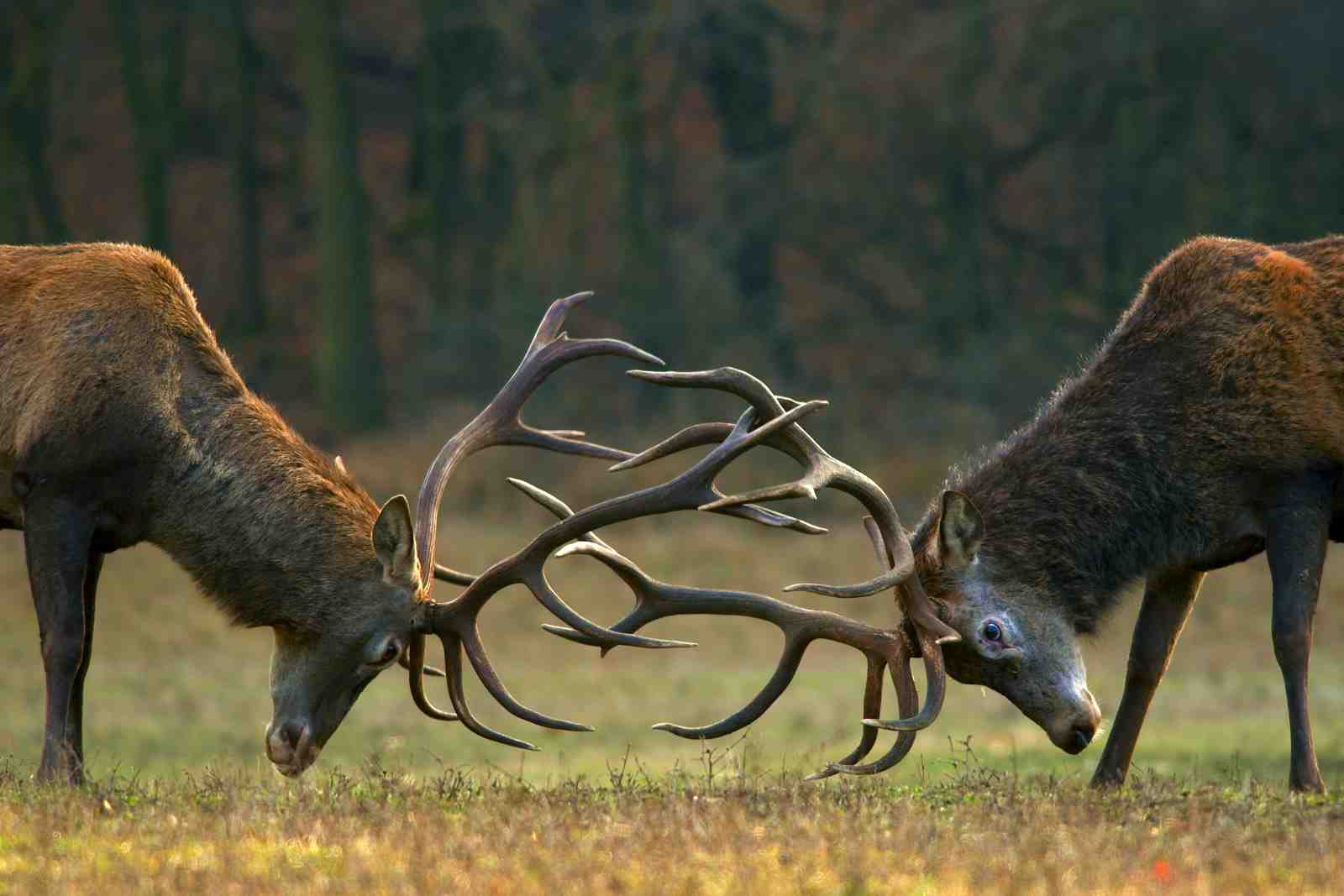 Majestic Stag Battle Antlers Wall Art