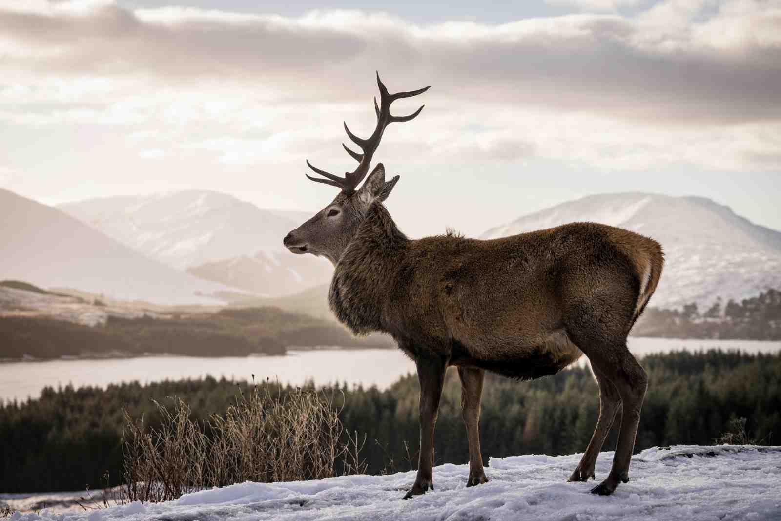 Majestic Stag Winter Landscape Wall Art