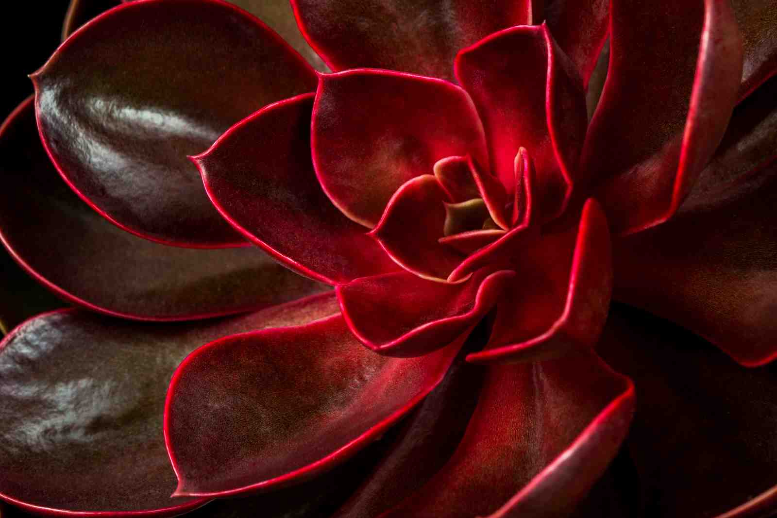 Deep Red Succulent Bloom Wall Art