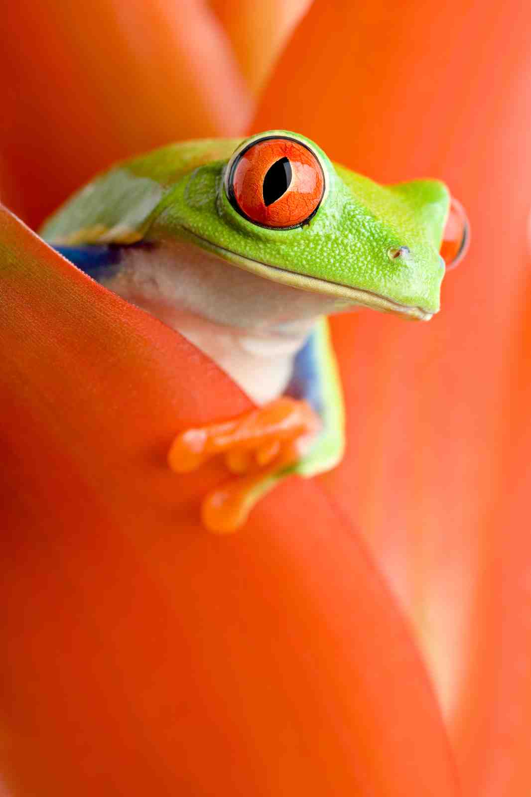 Vibrant Red-Eyed Tree Frog Wall Art