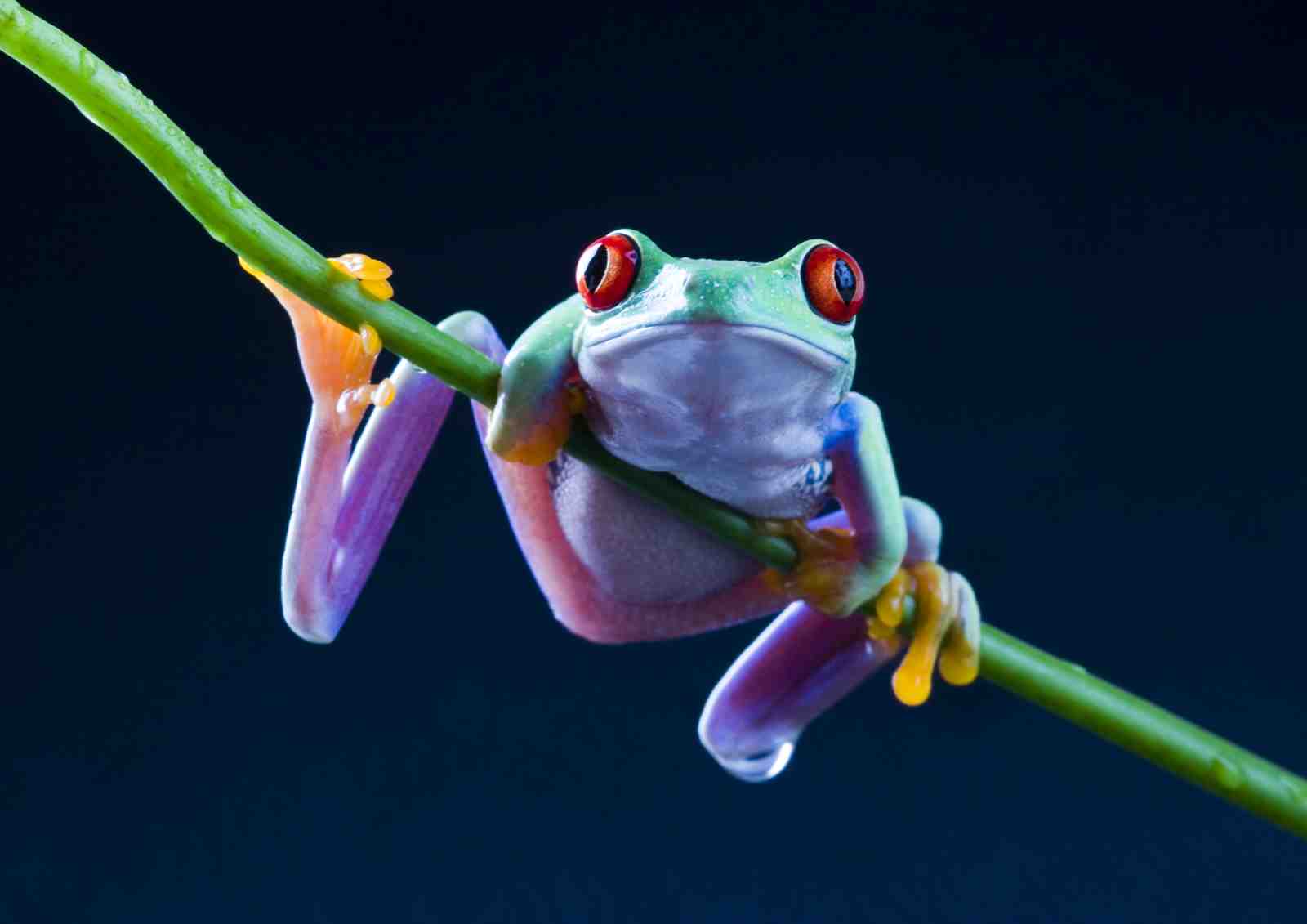 Vibrant Red-Eyed Tree Frog Wall Art