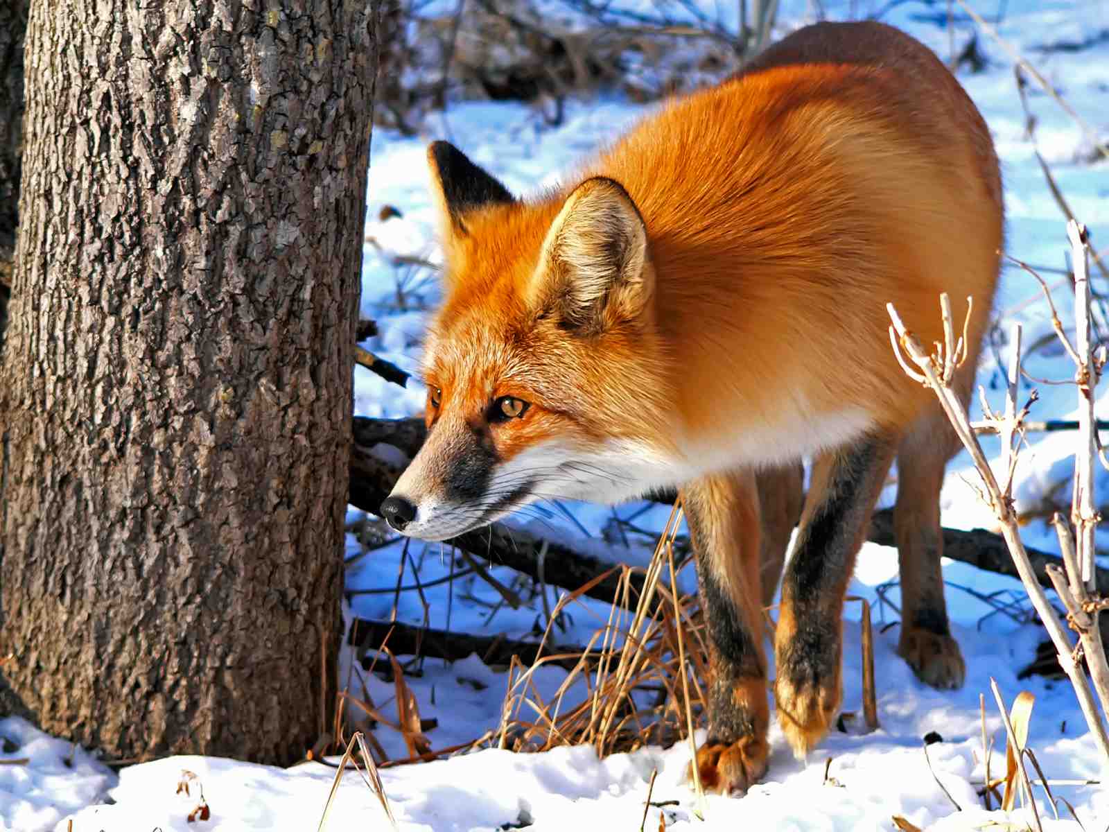 Majestic Red Fox Winter Woodland Wall Art