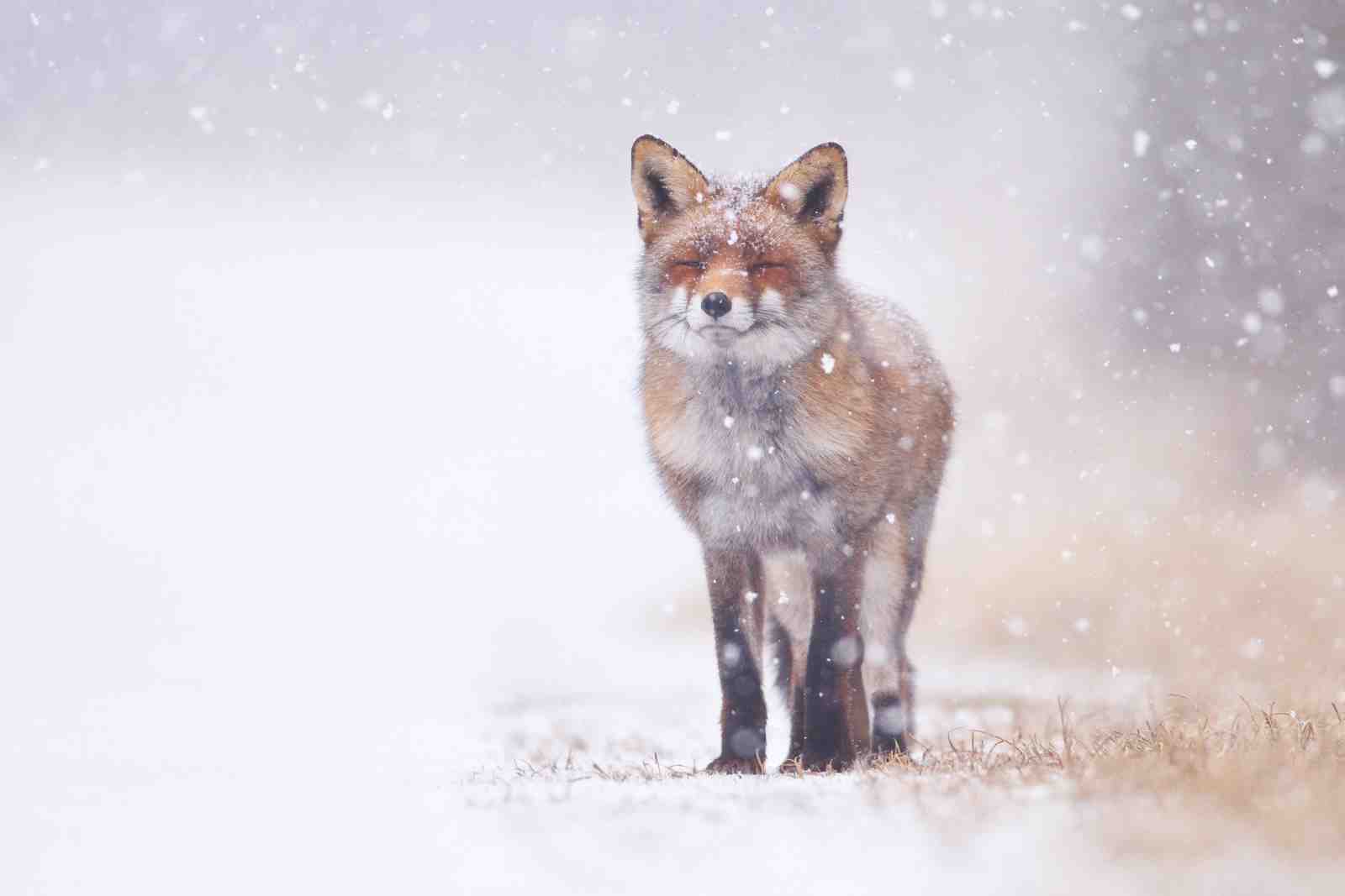 Serene Fox in Snowfall Wall Art Wall Art