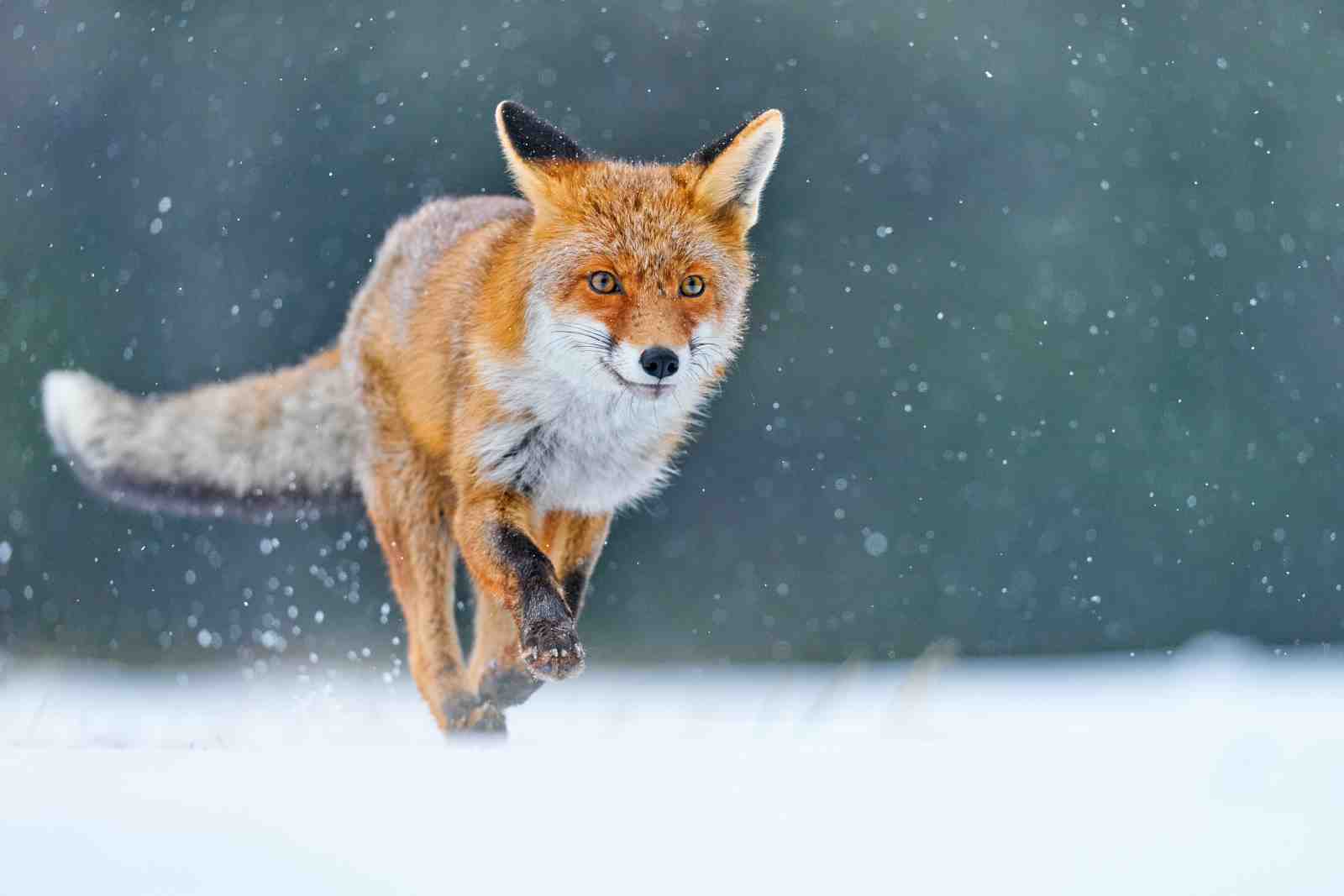 Majestic Fox in Snow Wall Art