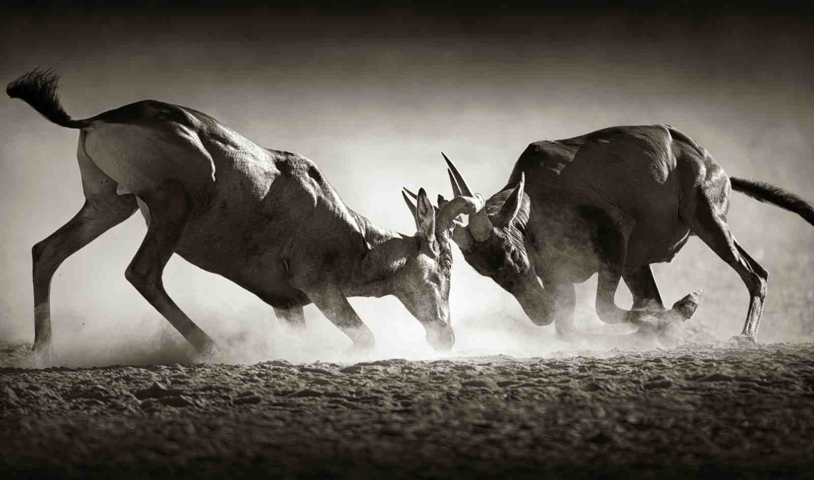 Wild Antelope Battle Black & White Wall Art