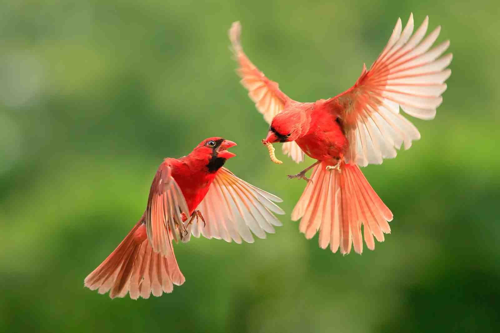 Vibrant Cardinal Pair Nature Flight Wall Art