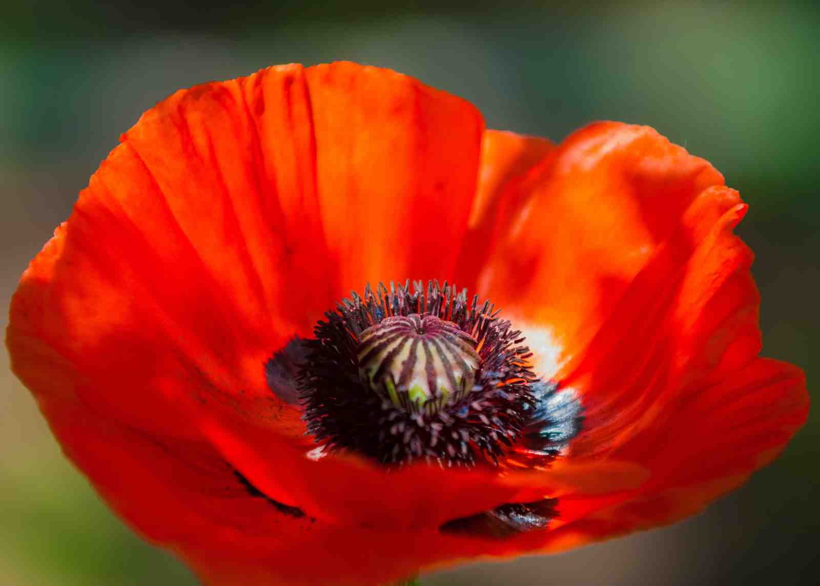Vibrant Poppy Bloom Close-Up Wall Art