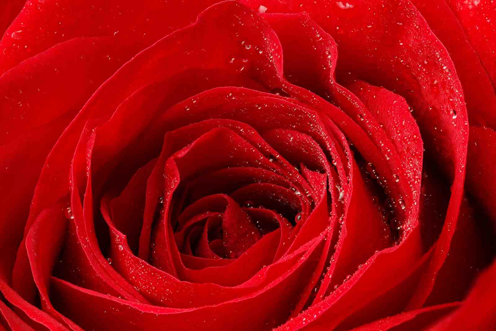 Luxurious Red Rose Dew Drops Wall Art