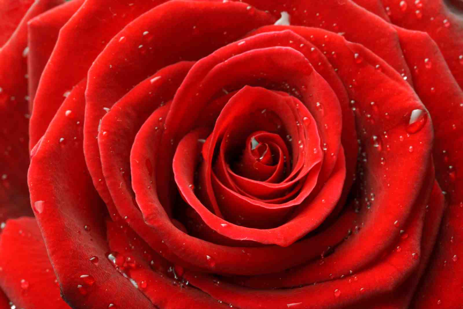 Luxury Red Rose Water Droplet Wall Art