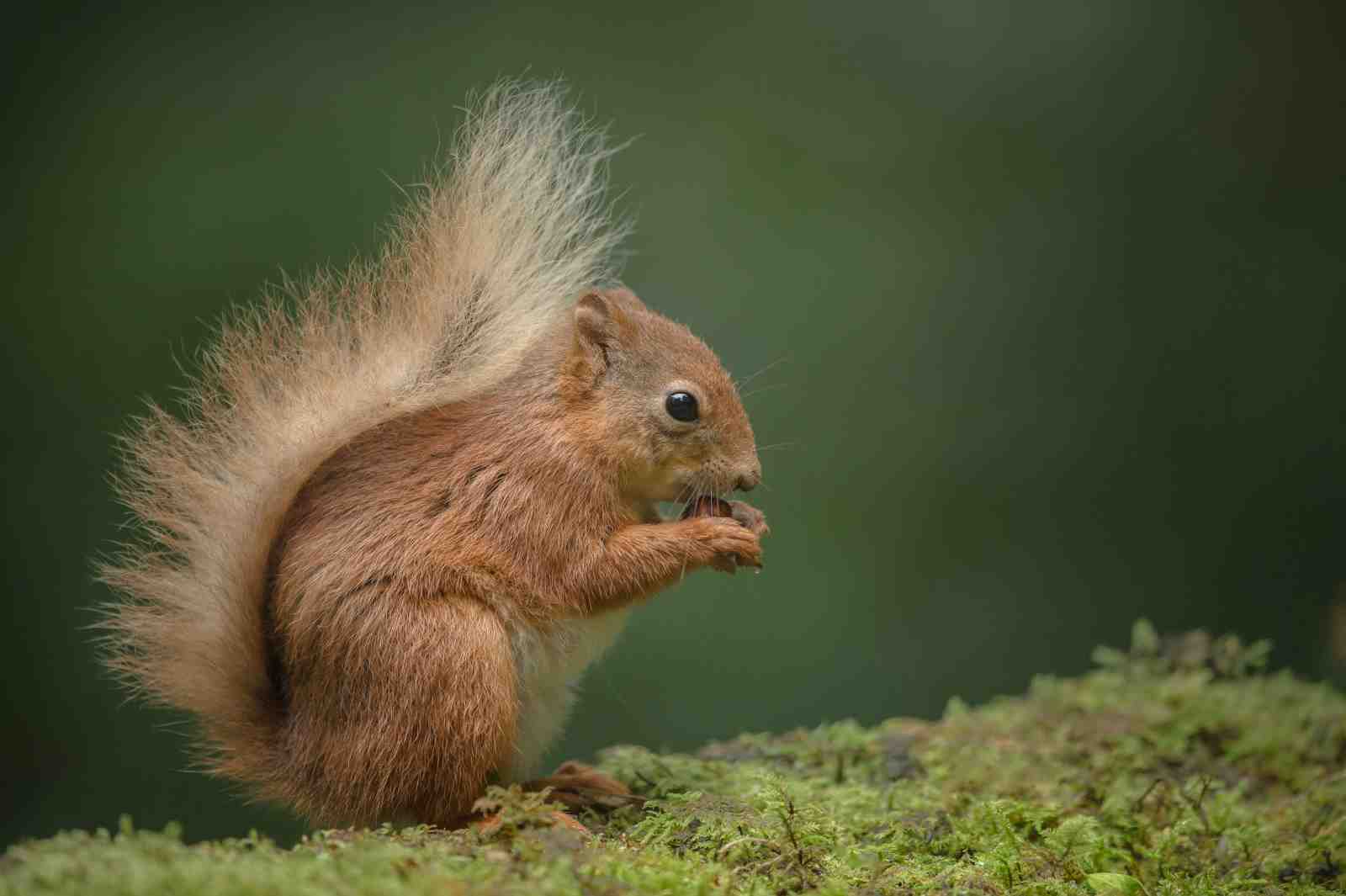 Adorable Red Squirrel Wildlife Art Wall Art