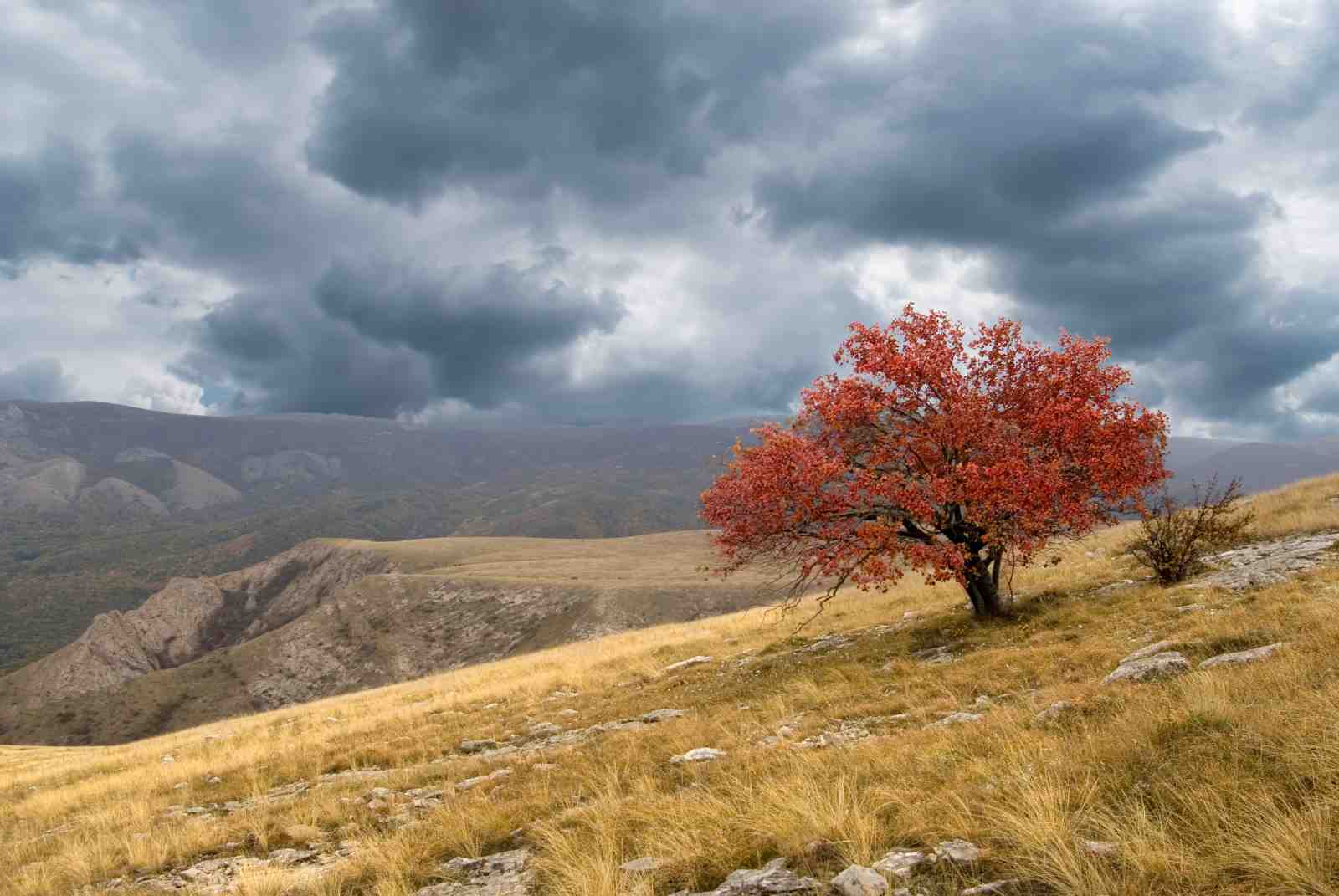 Autumn Tree Landscape Wall Art