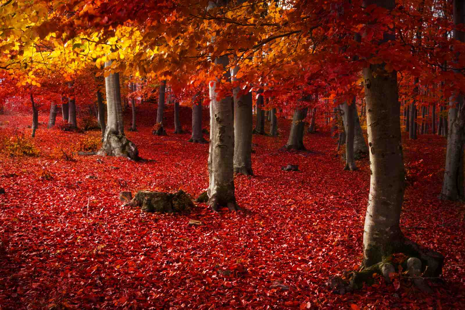 Vibrant Autumn Forest Wall Art