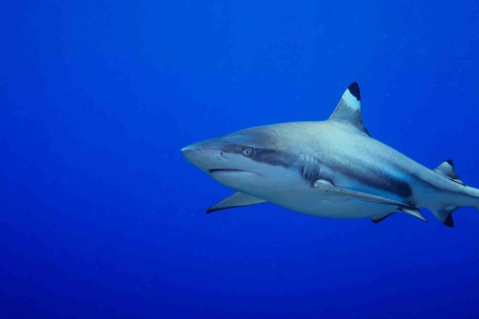 Majestic Shark Under Blue Sea Wall Art