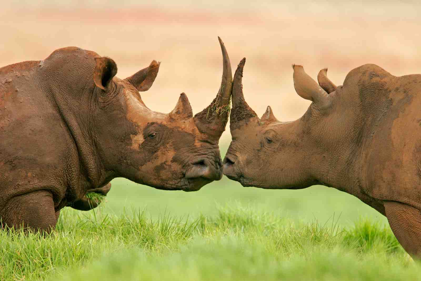 Majestic Rhinos Encounter Wall Art