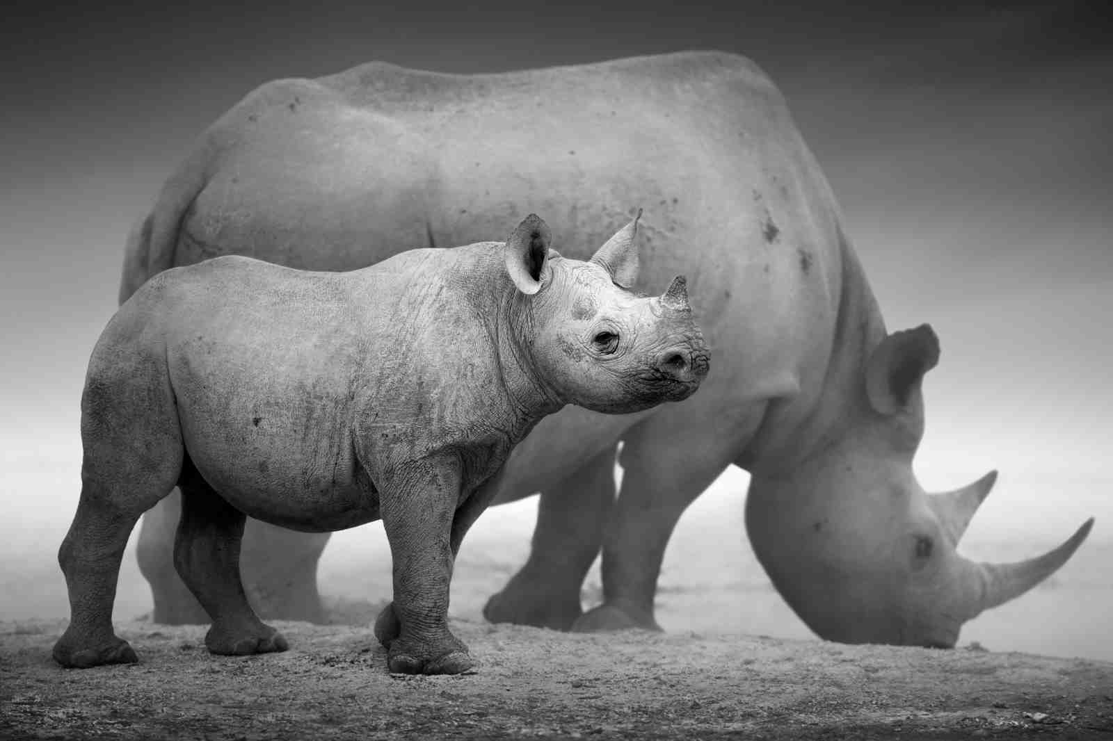Majestic Rhinos Mother & Calf Black and White Wall Art
