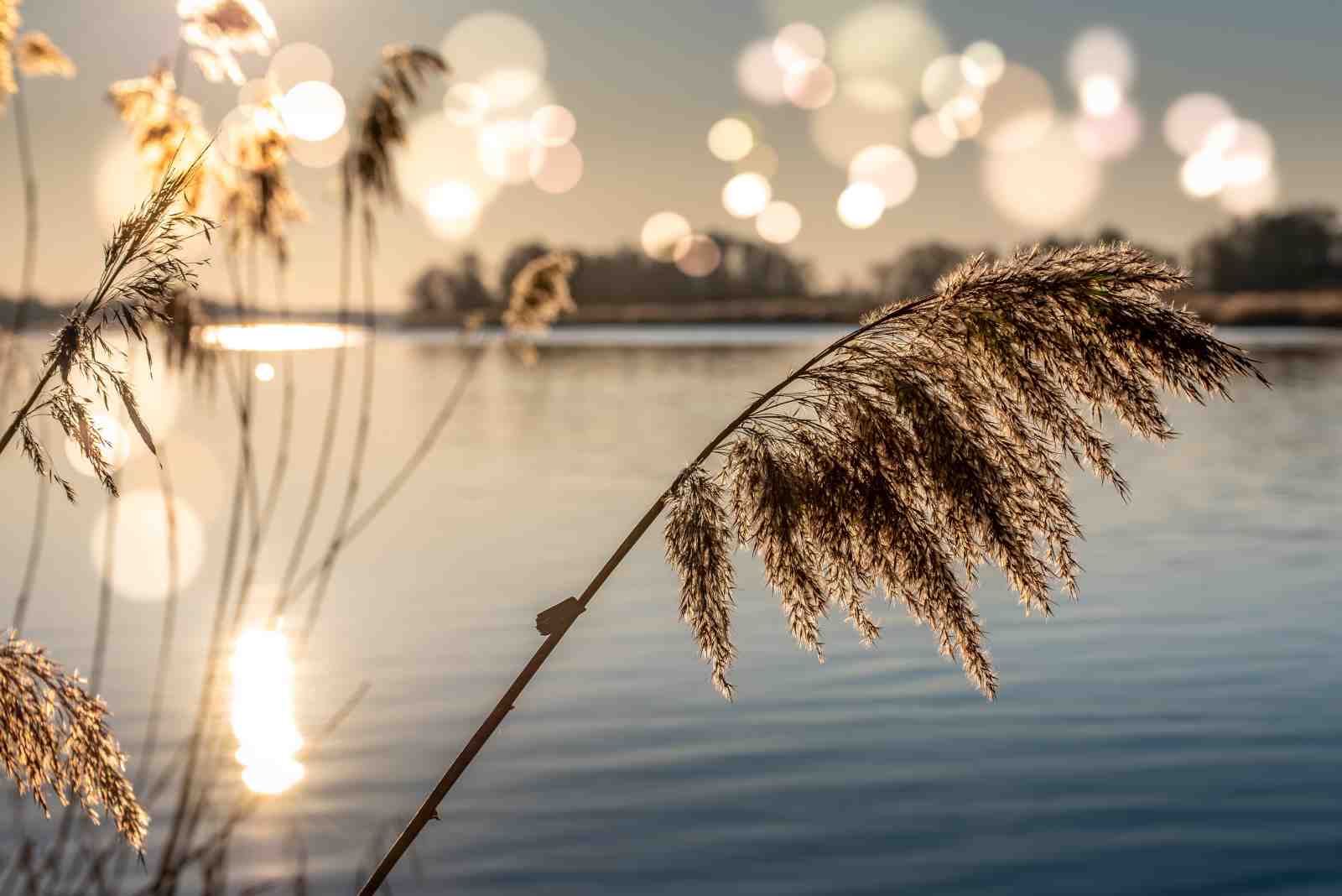 Golden Reeds Bokeh Lake Wall Art