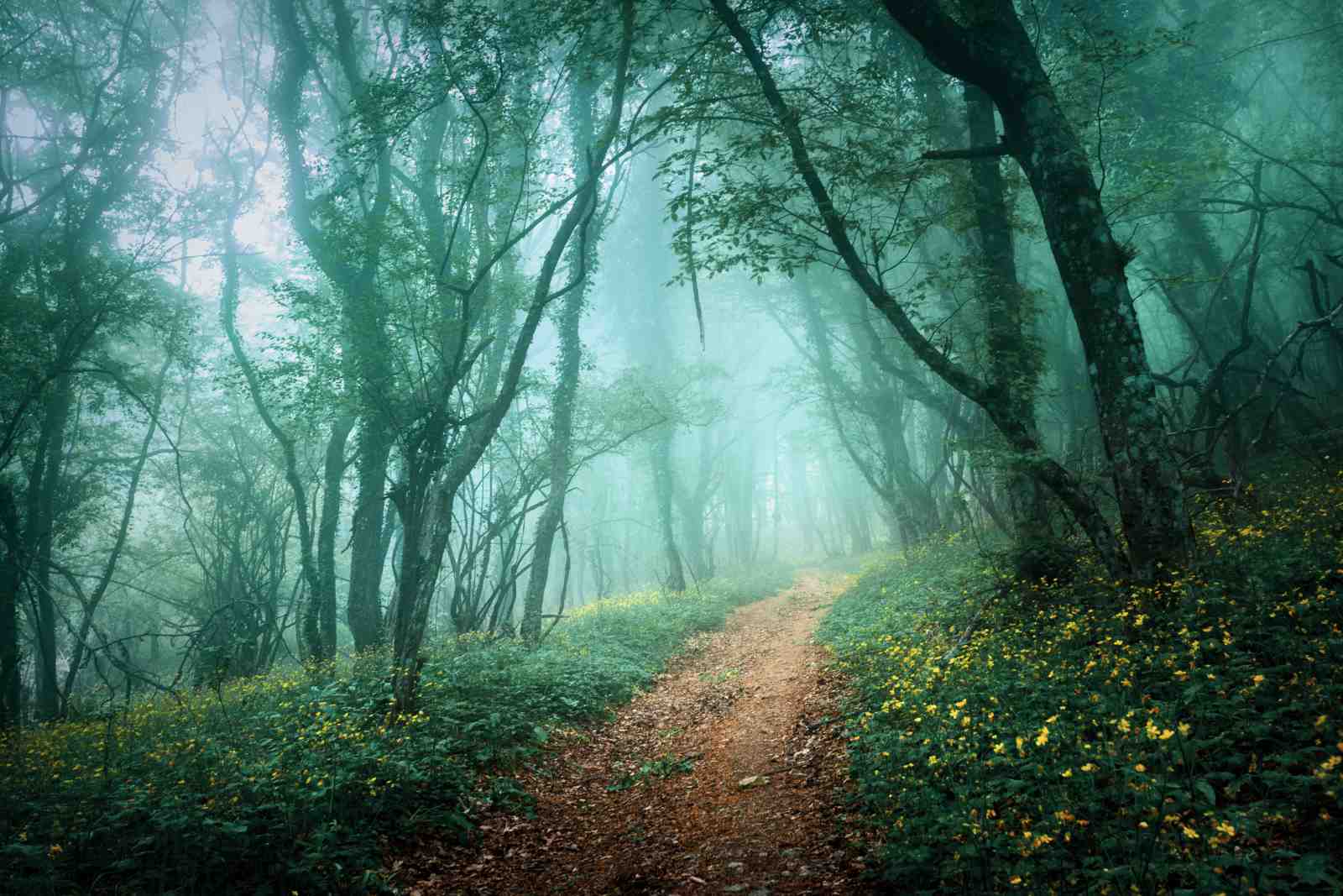 Misty Forest Path Wall Art