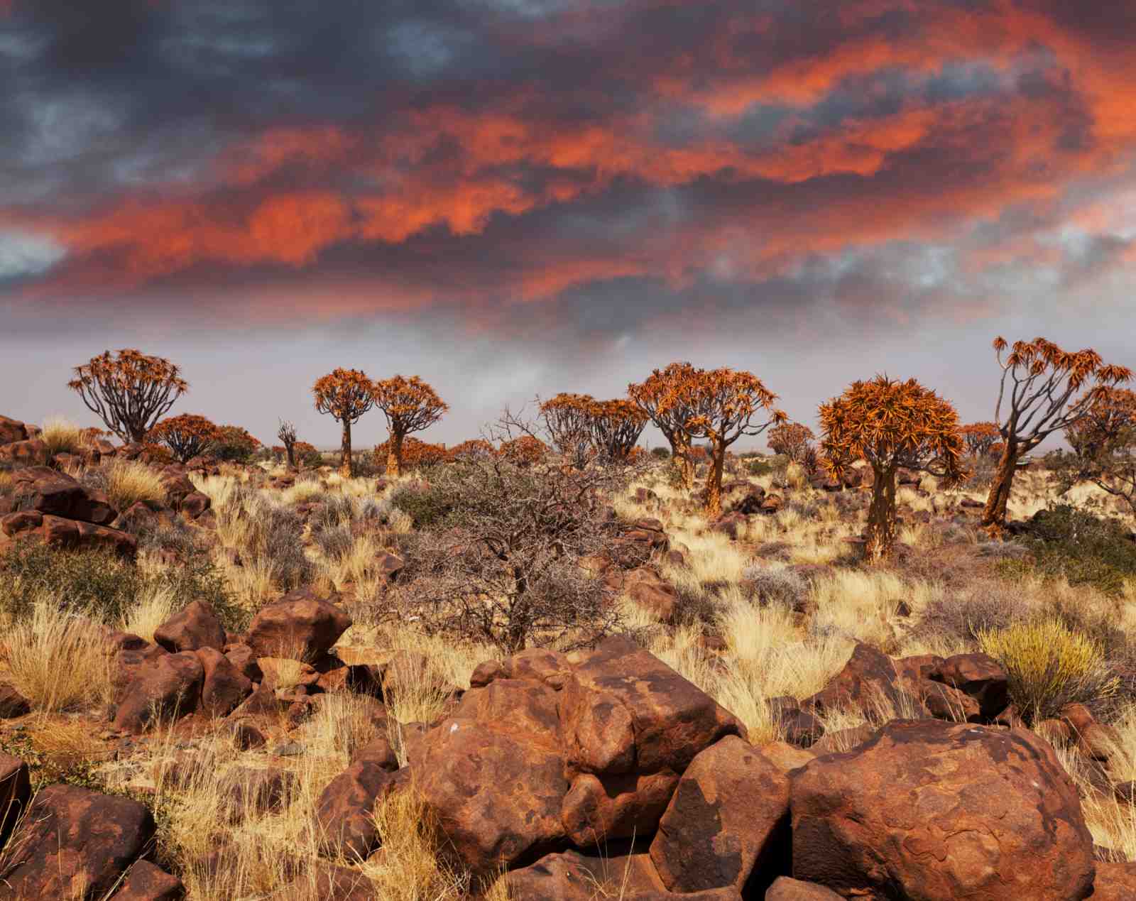 Namibian Desert Sunset Quiver Trees Wall Art