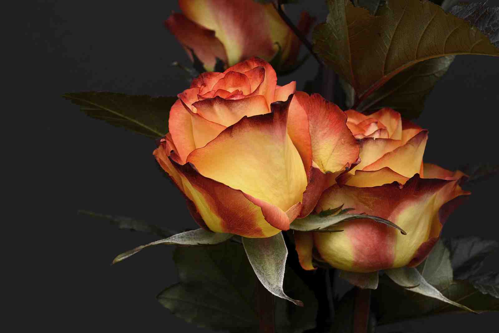 Fiery Sunset Rose Elegance Wall Art