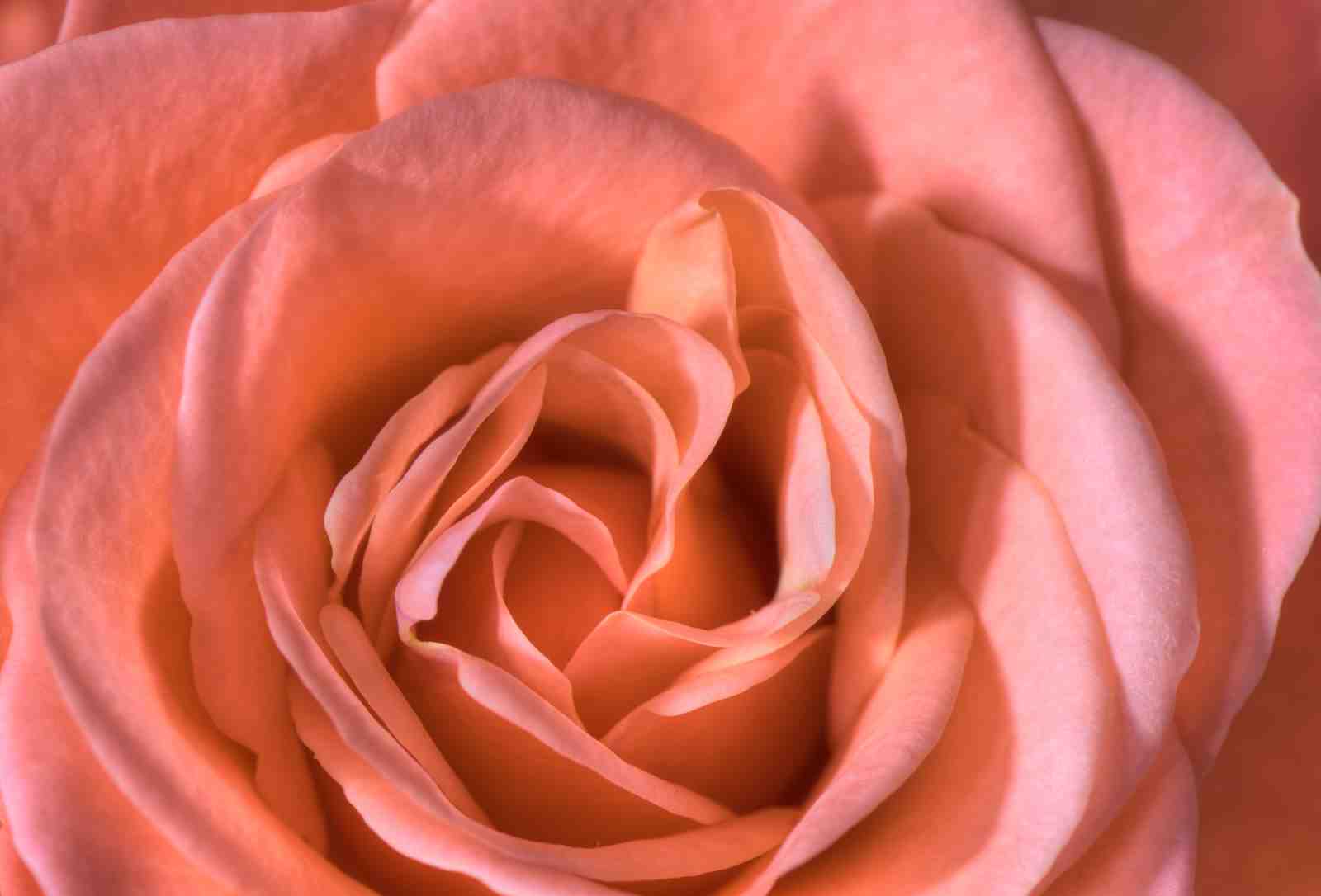 Peach Rose Macro Wall Art - Floral Wall Art