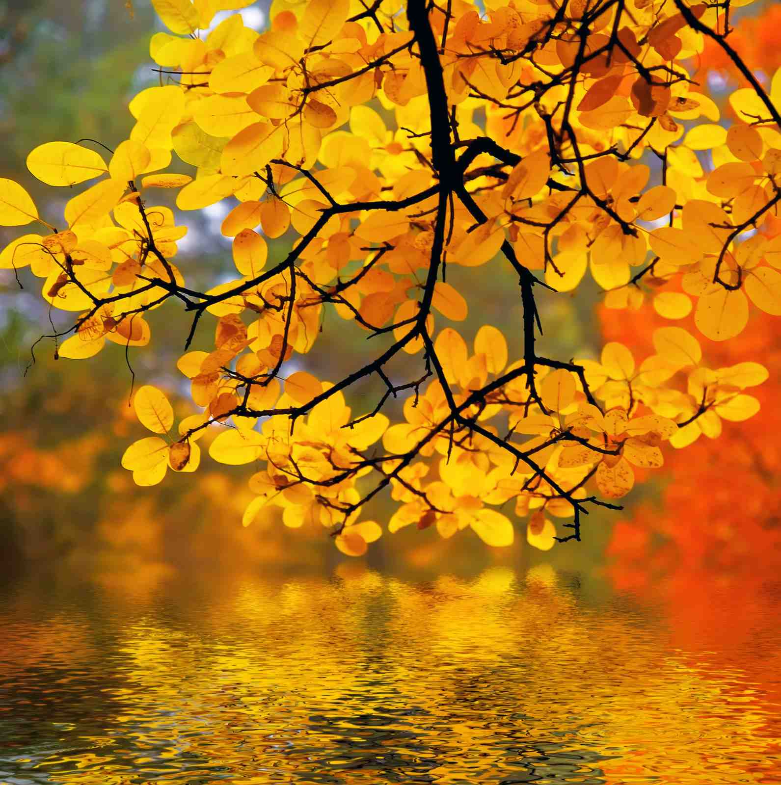Vibrant Autumn Leaves Reflection Wall Art