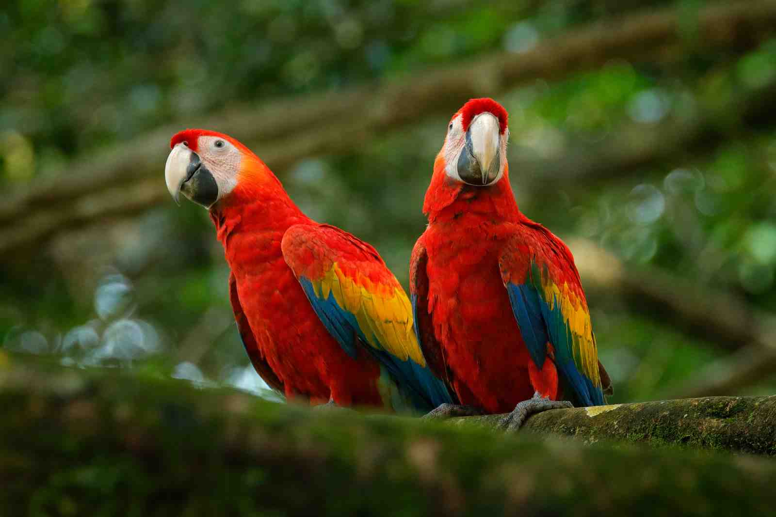 Scarlet Macaws Tropical Bird Wall Art