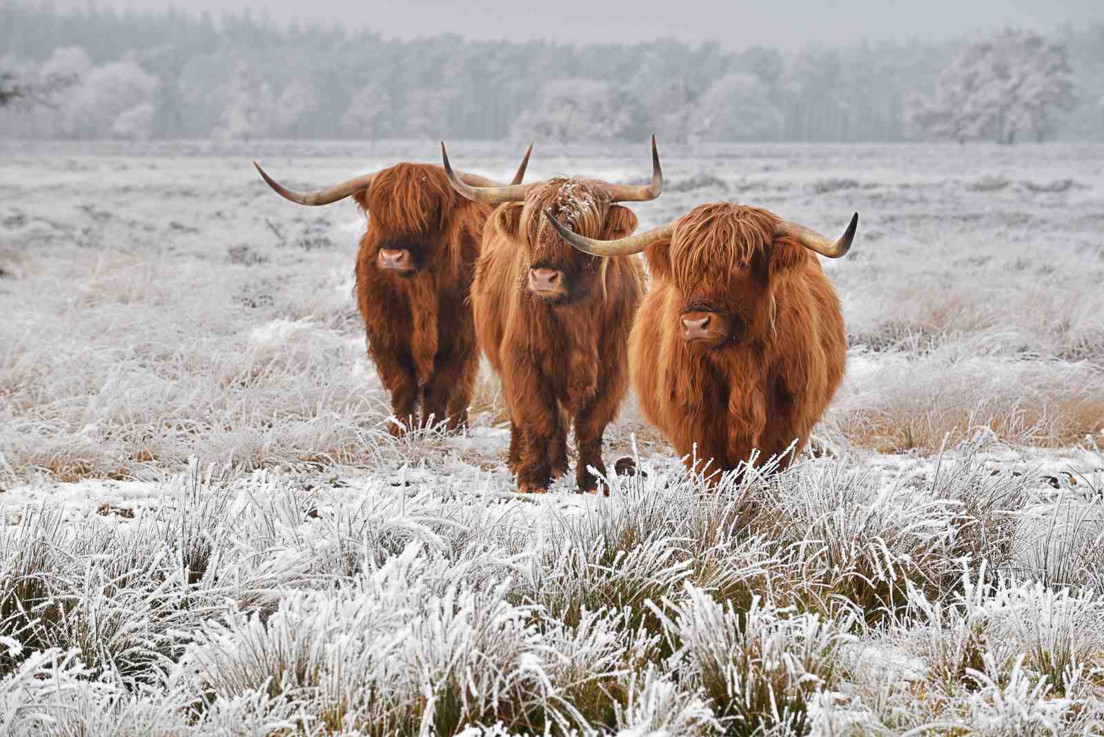 Majestic Highland Cows Winter Scene Wall Art