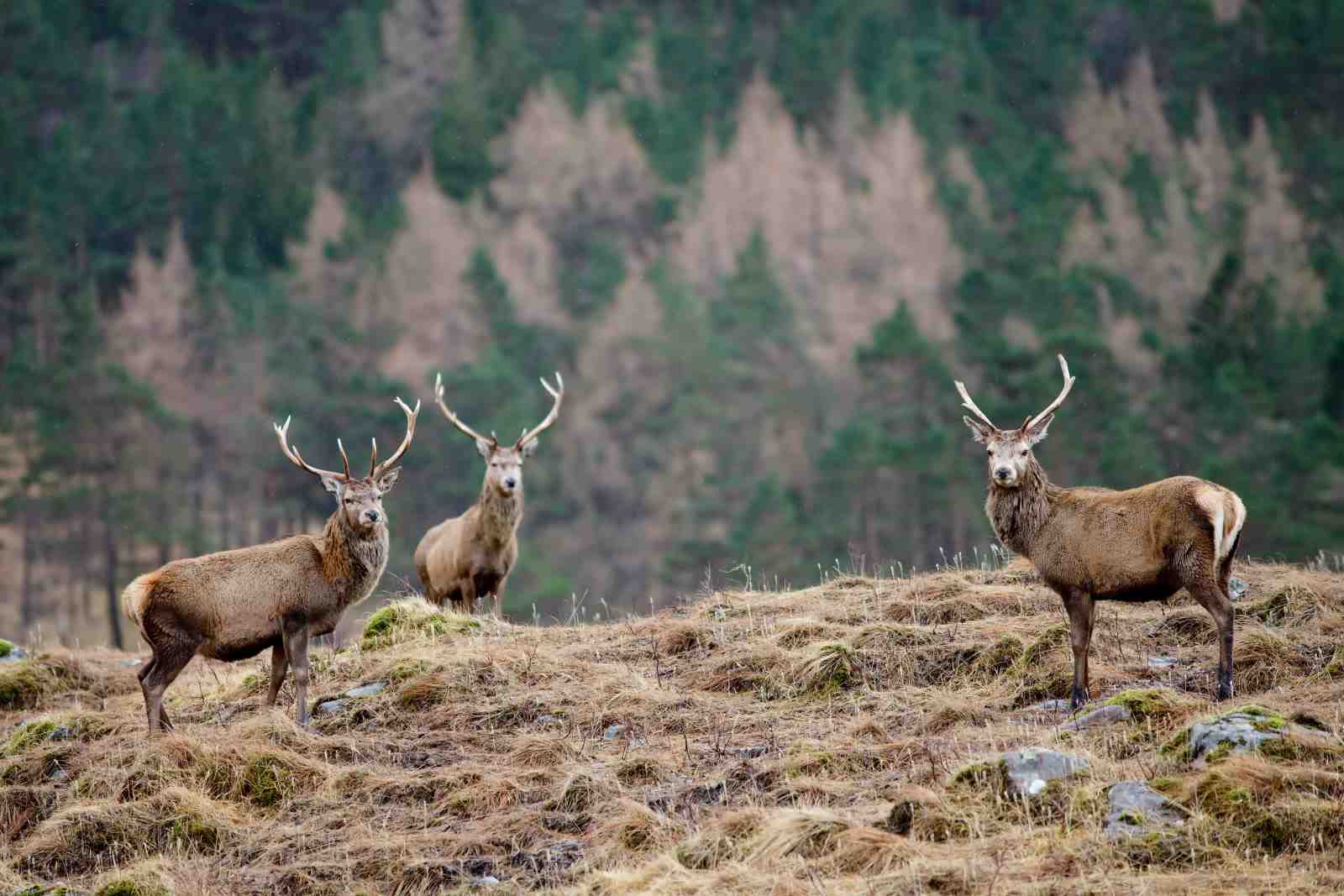Majestic Deer Herd Wildlife Wall Art