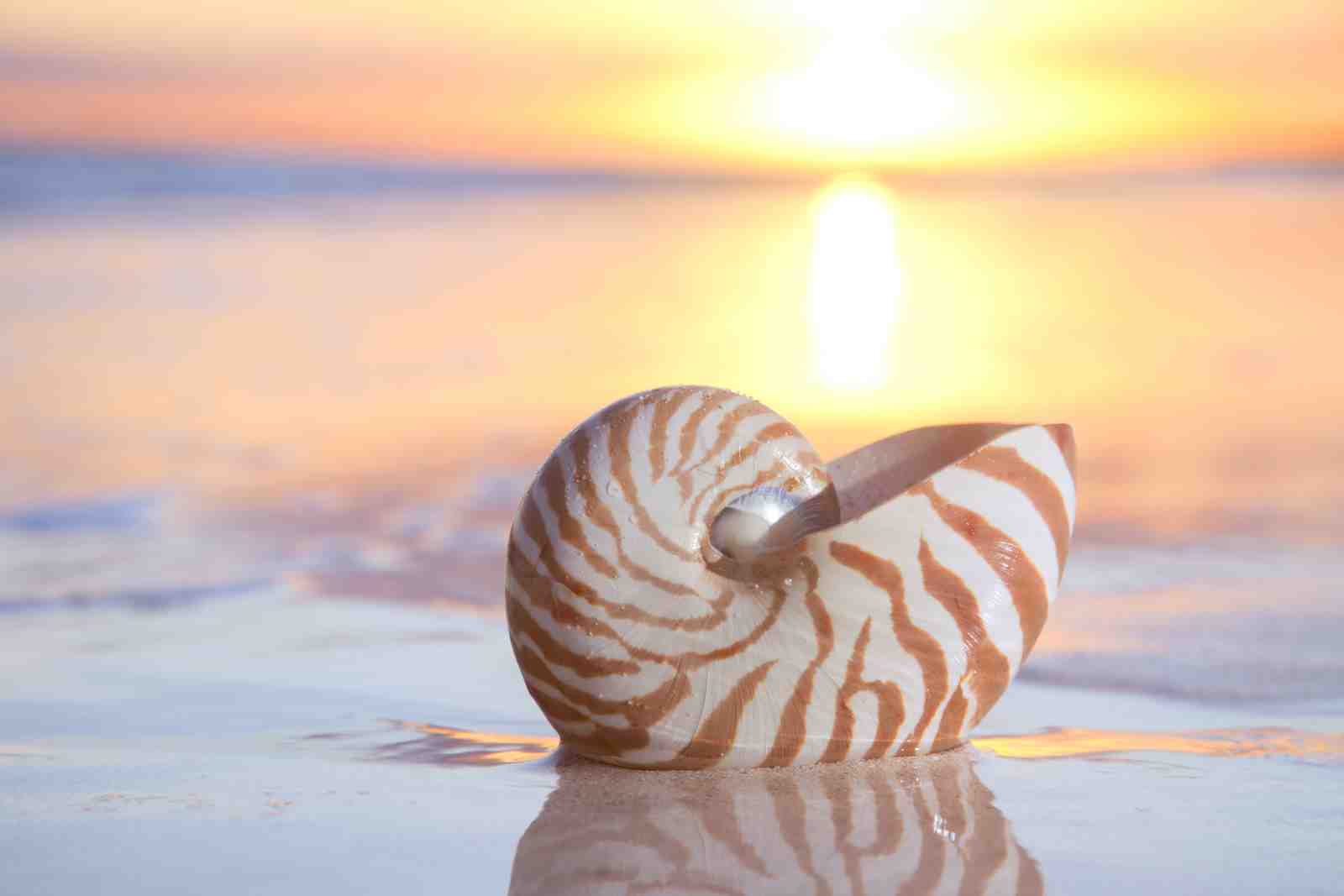 Serene Nautilus Shell Sunset Beach Wall Art