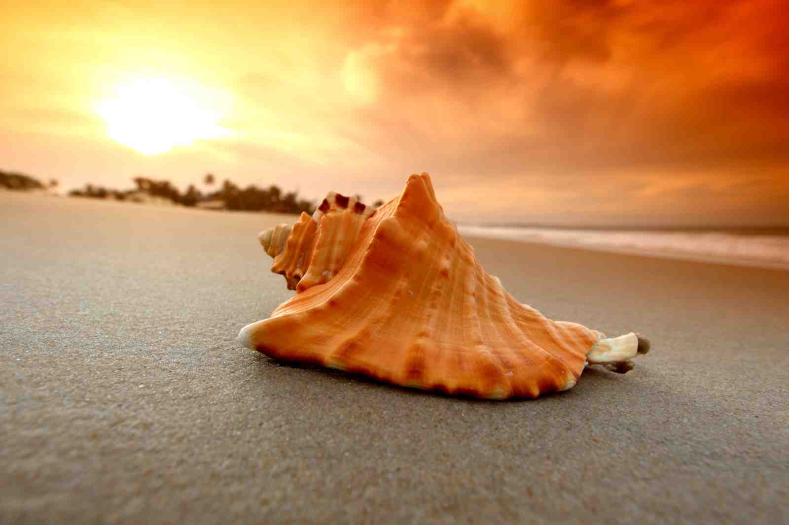 Serene Beach Seashell Sunset Wall Art
