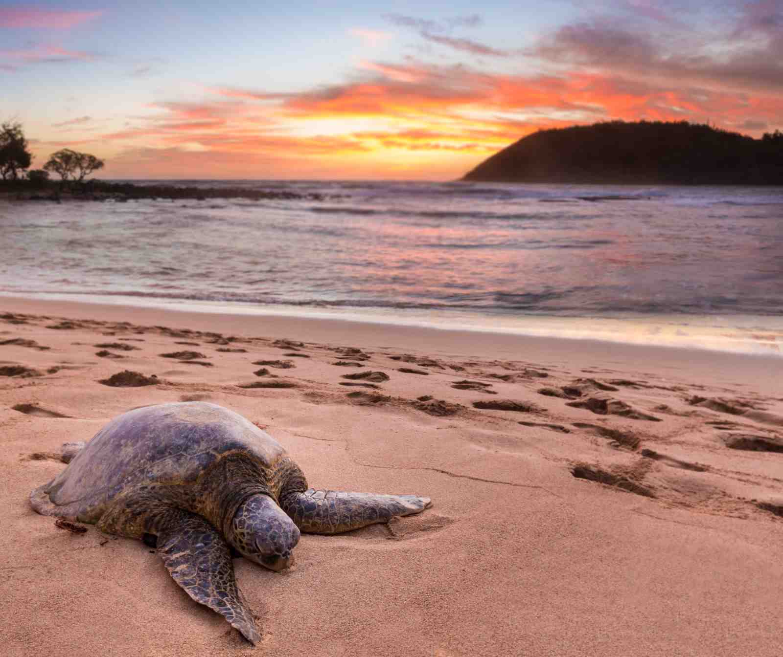 Serene Sunset Turtle Beach Wall Art
