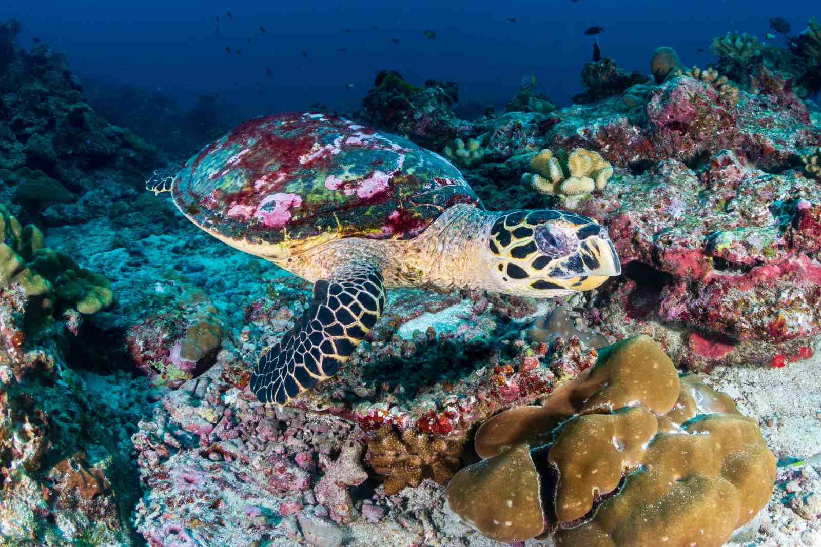 Hawksbill Turtle Coral Reef Wall Art