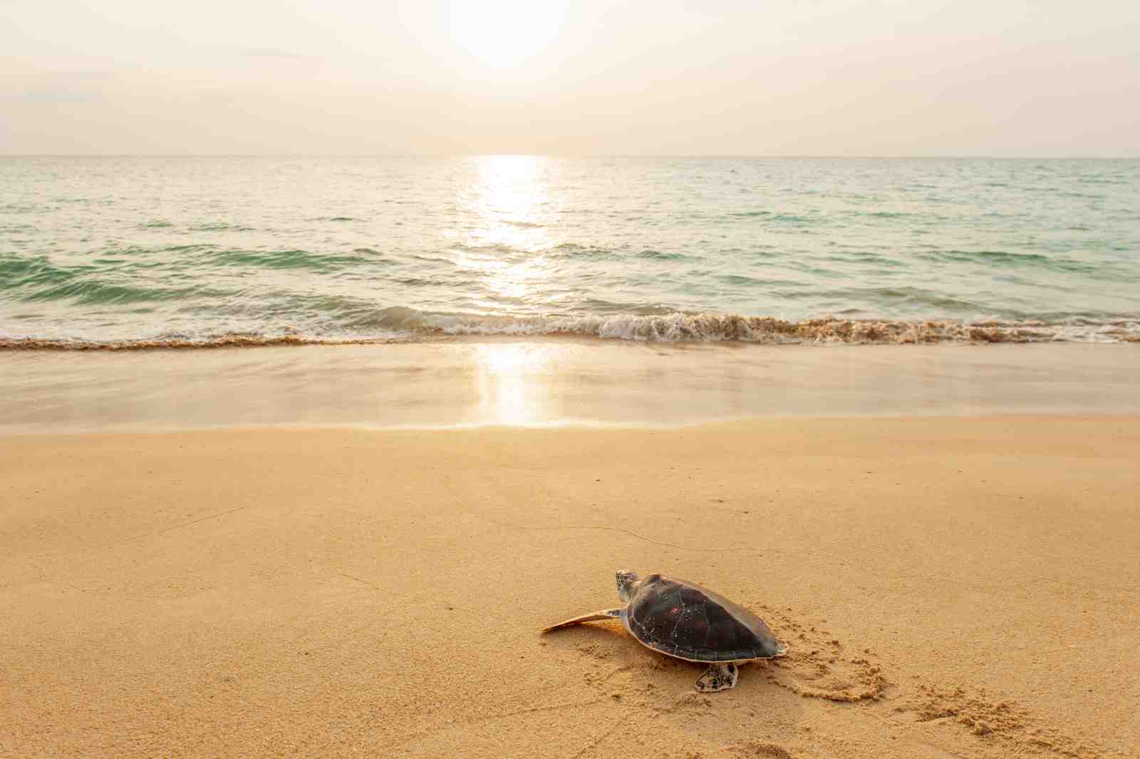 Serene Turtle Beach Sunset Wall Art