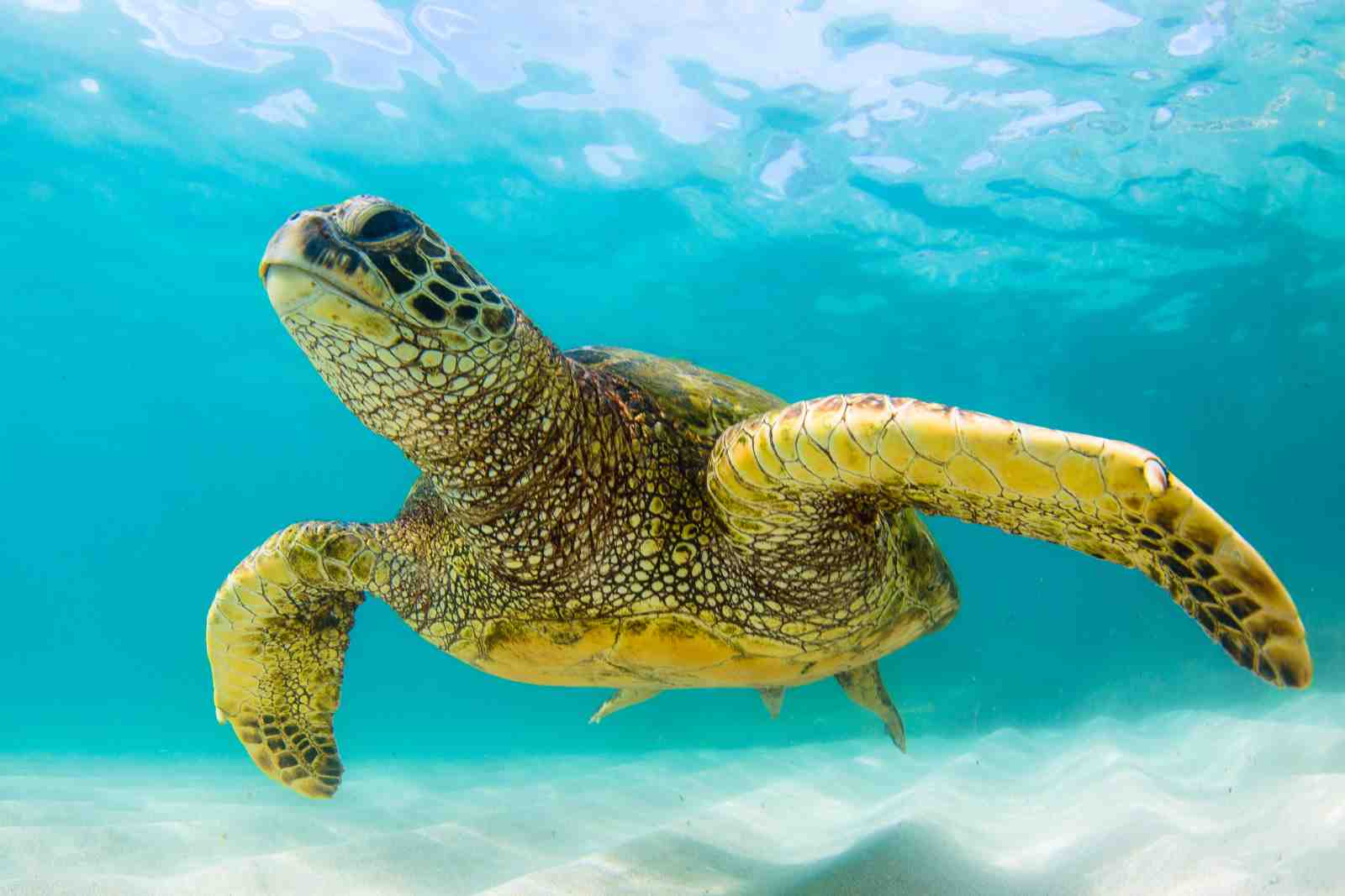 Majestic Sea Turtle Ocean Underwater Wall Art