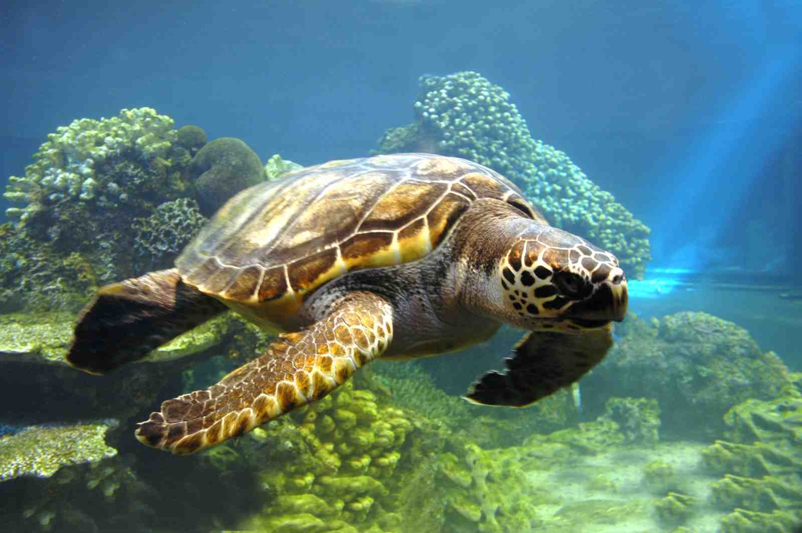 Majestic Sea Turtle Underwater Scene Wall Art