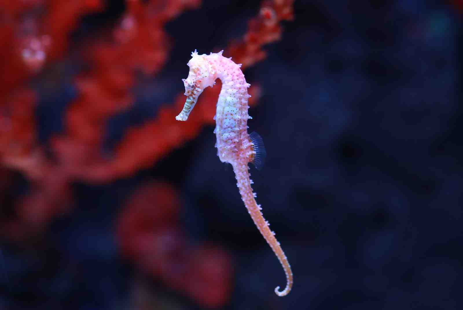 Pink Seahorse Coral Reef Wall Art