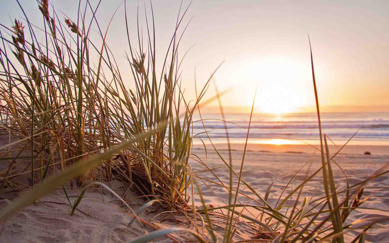 Serene Beach Grass Sunset Wall Art