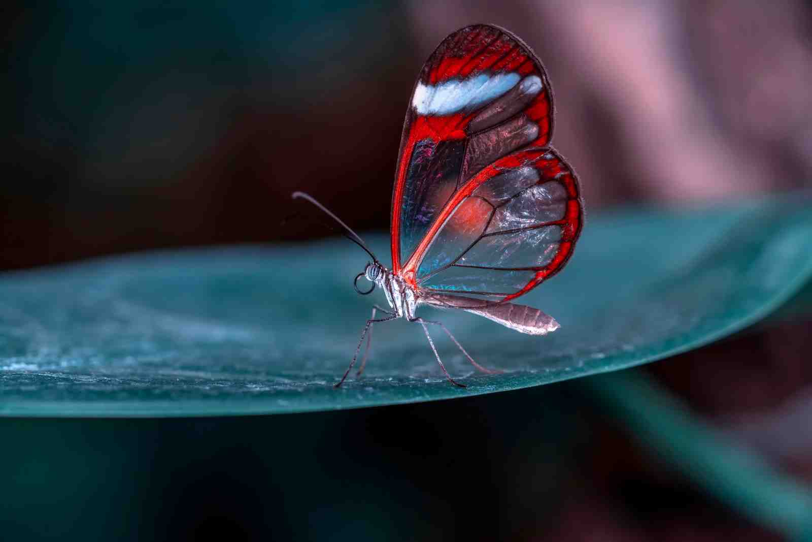 Glasswing Butterfly Nature Art Wall Art