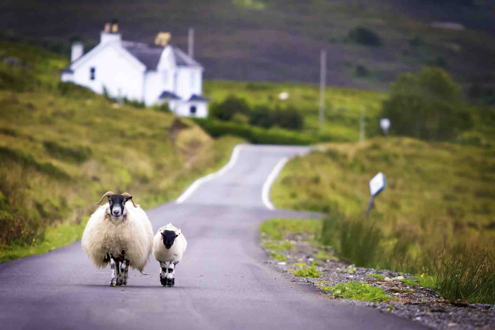 Serene Highland Sheep Road Journey Wall Art