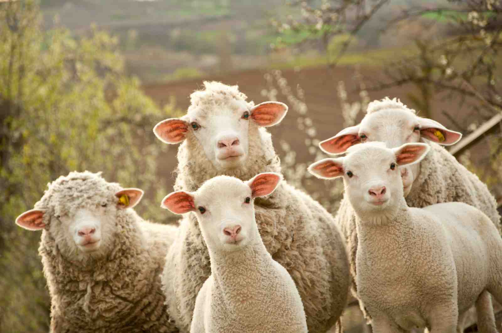Charming Sheep Flock Nature Scene Wall Art