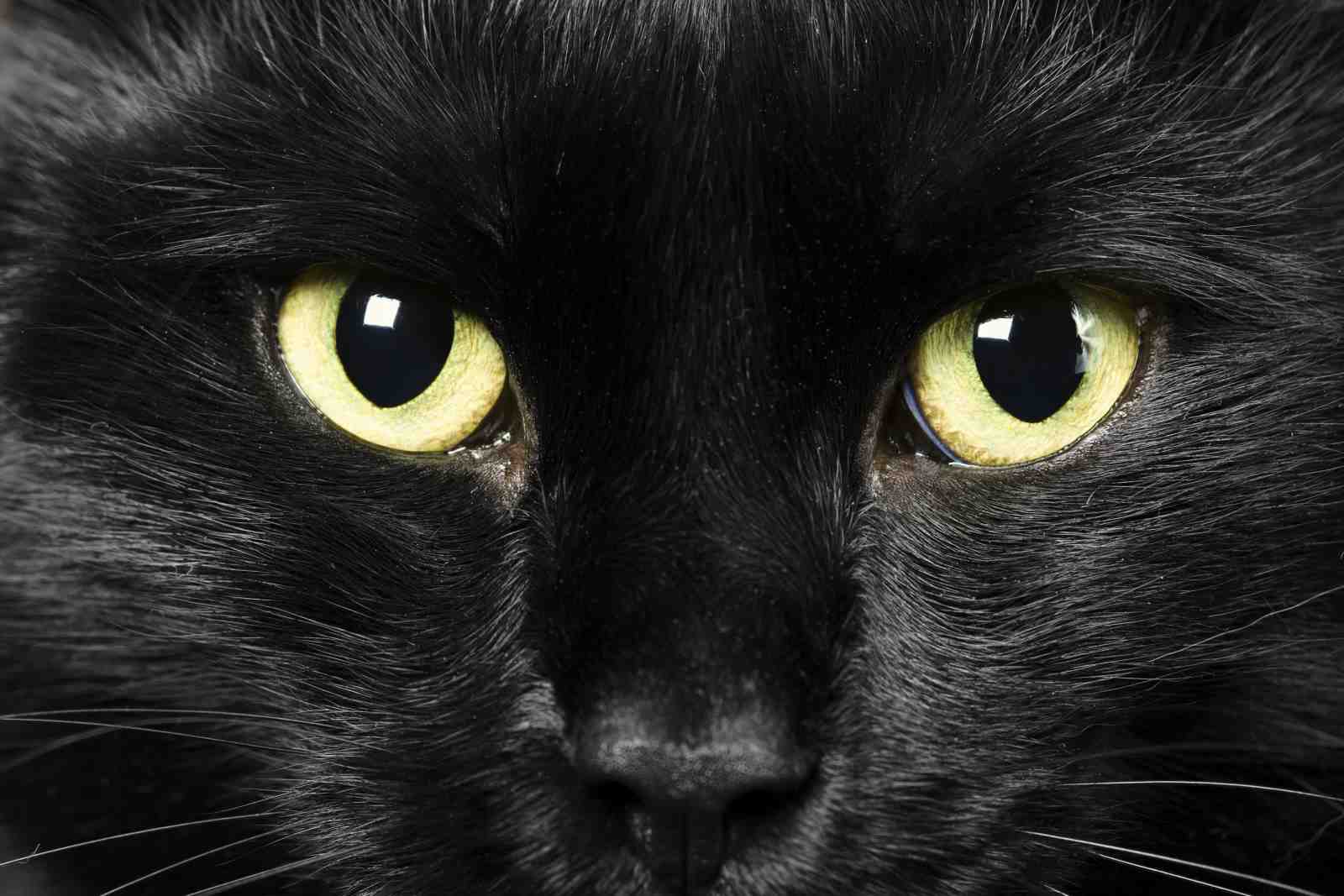Mesmerizing Black Cat Eyes Wall Art
