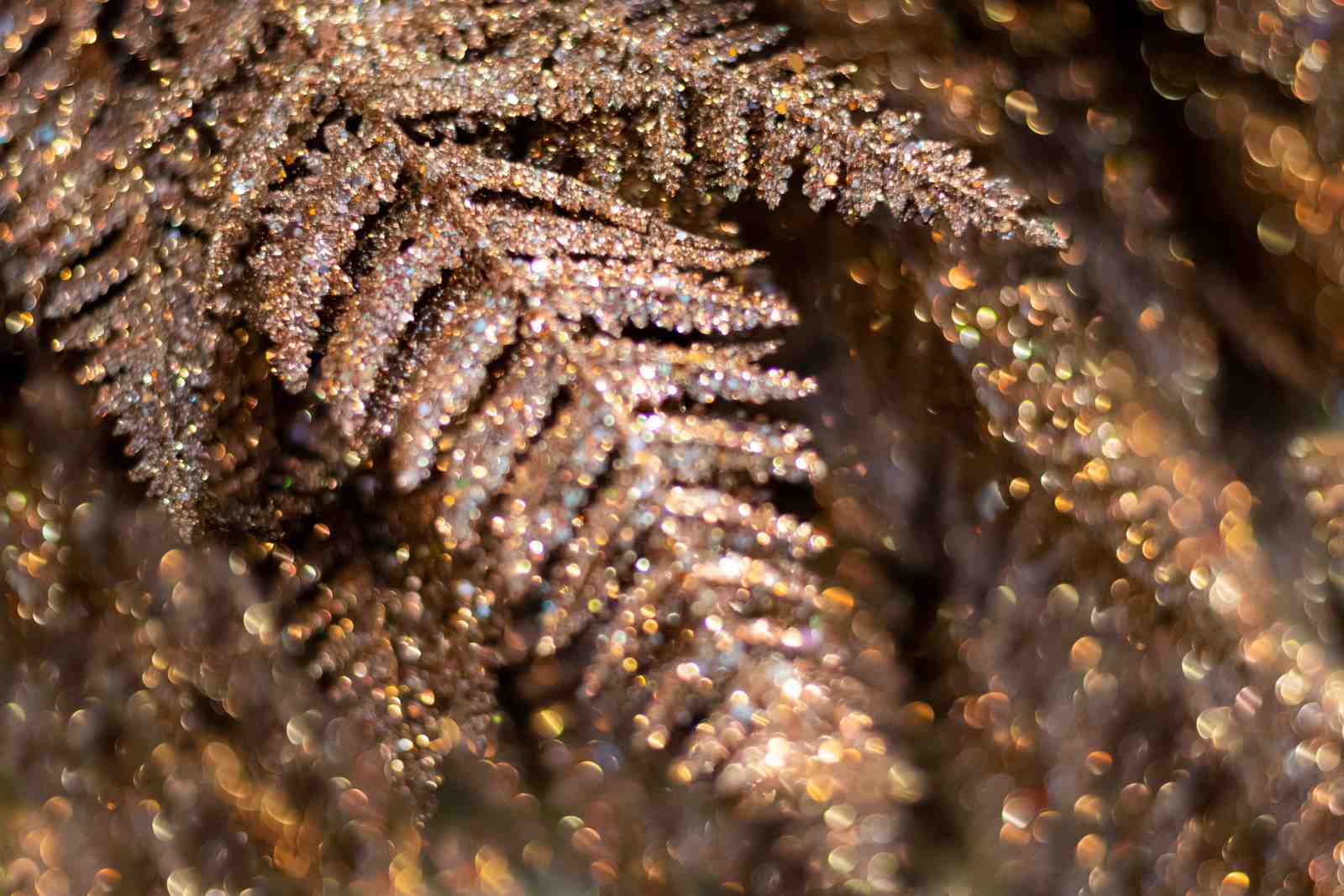 Sparkling Fern Autumn Glow Wall Art
