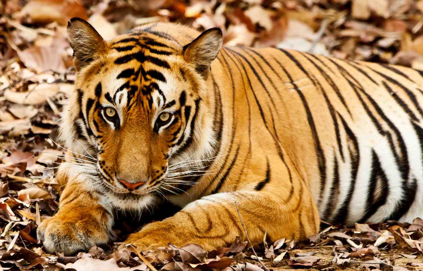 Majestic Tiger Wildlife Wall Art