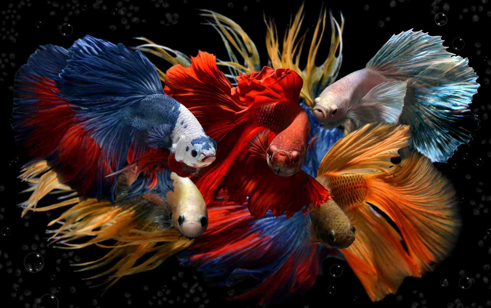 Vibrant Betta Fish Swirl Wall Art