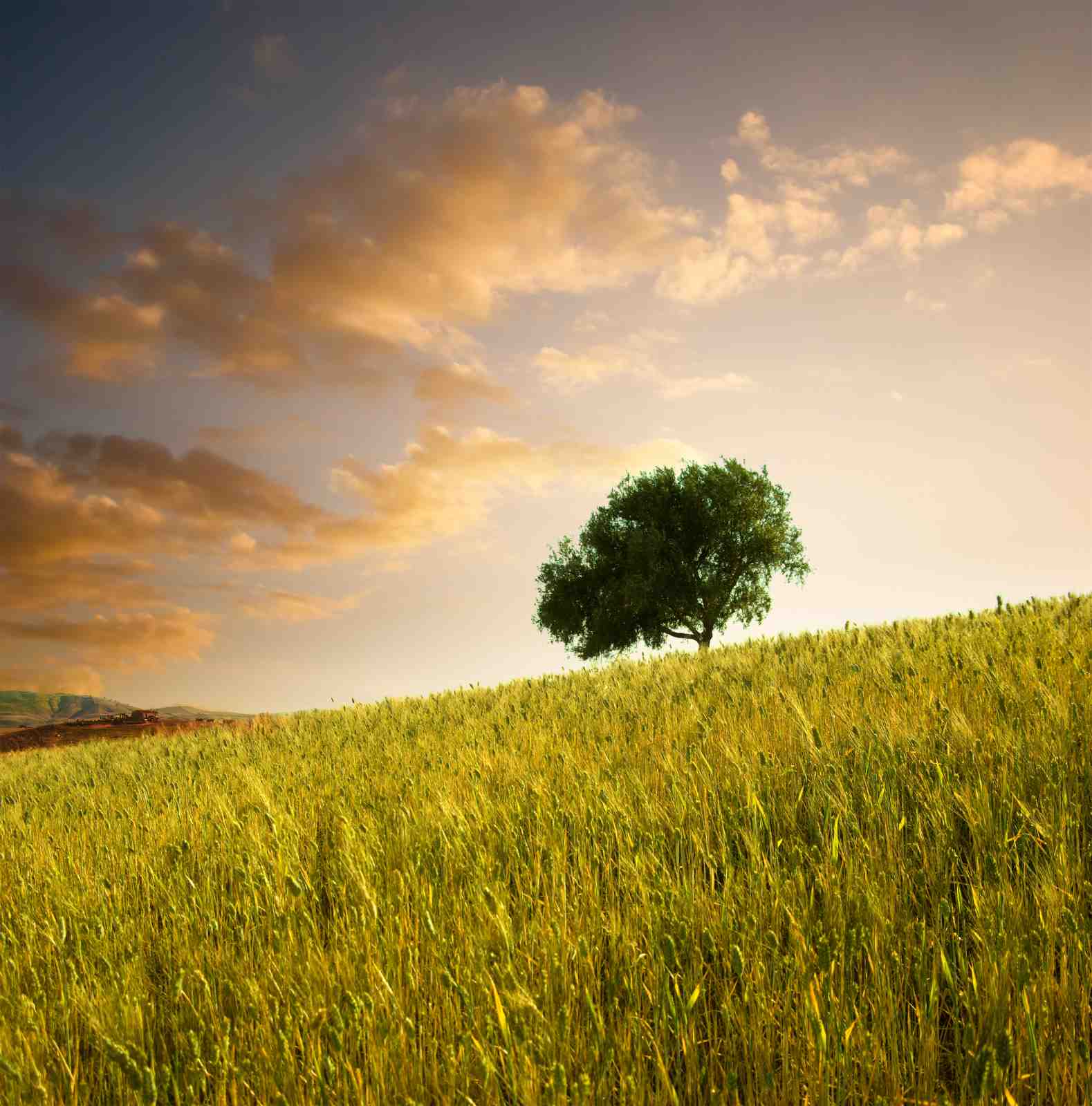Golden Wheat Field Tree Wall Art