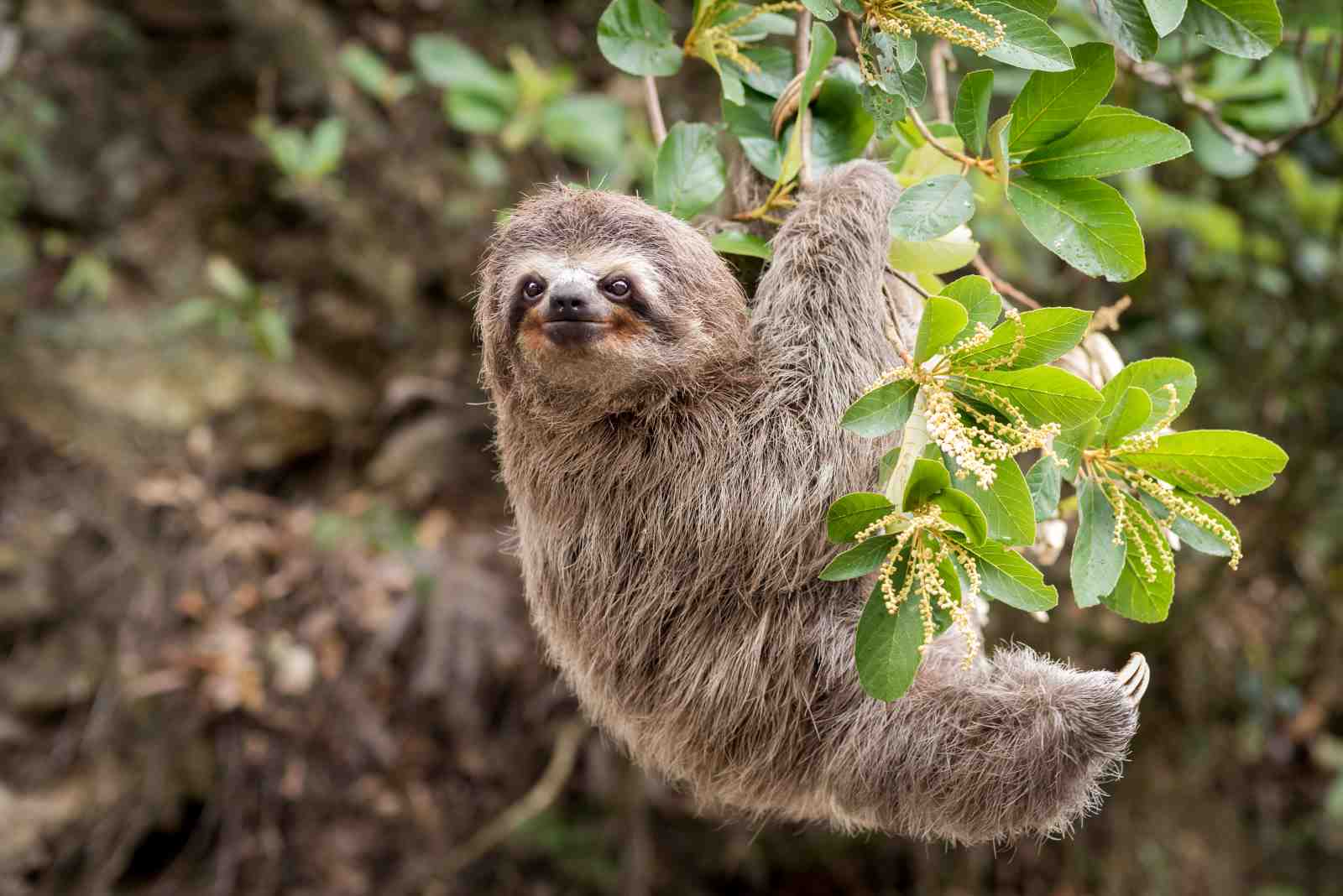 Adorable Sloth Hanging Wall Art for Nature Lovers