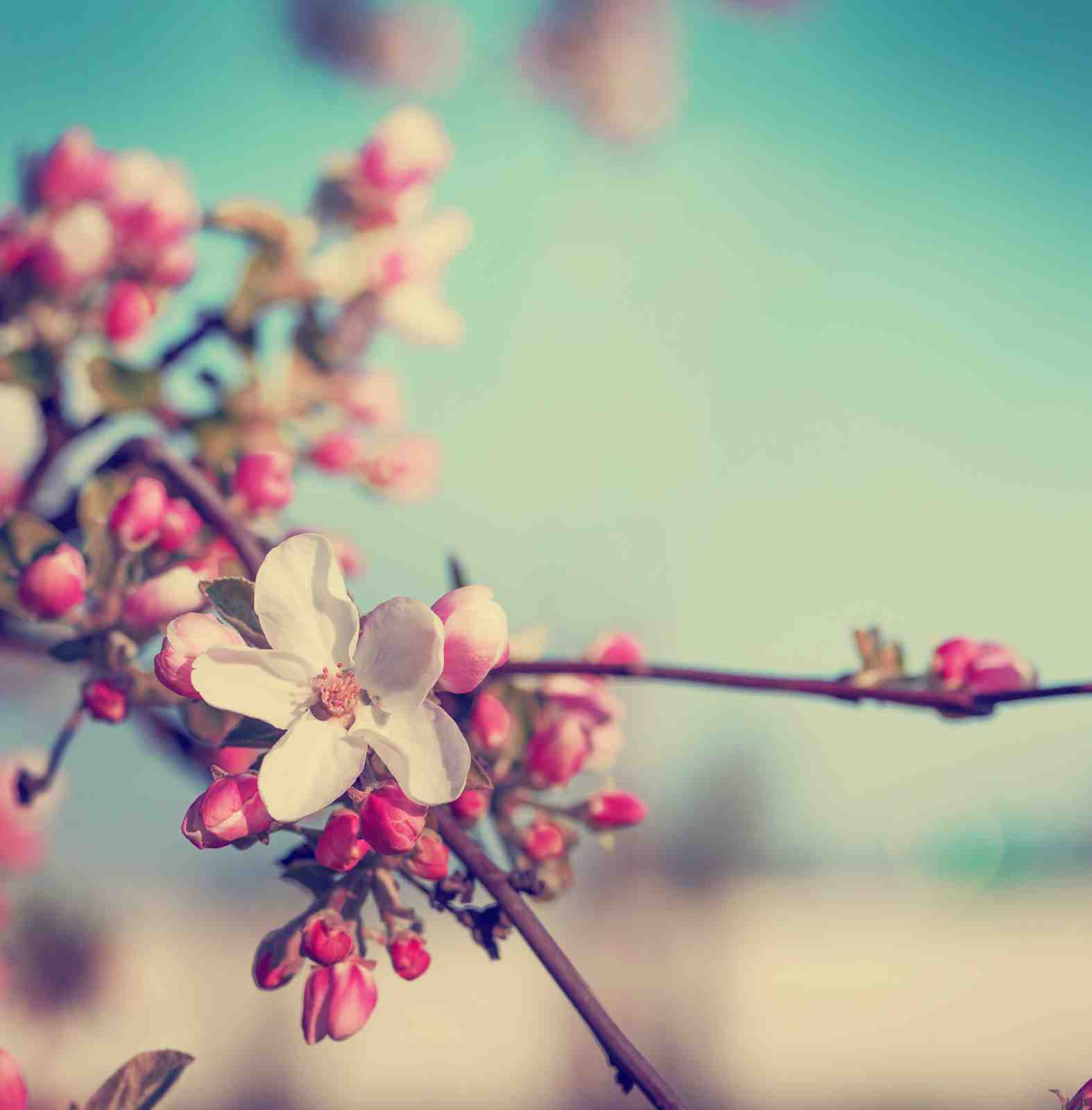 Blooming Spring Cherry Blossom Wall Art