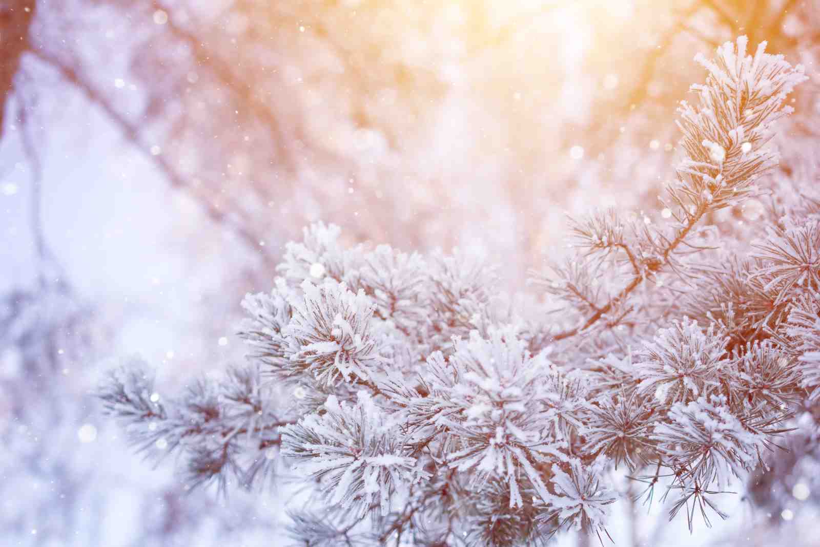 Winter Pine Snowfall Wall Art