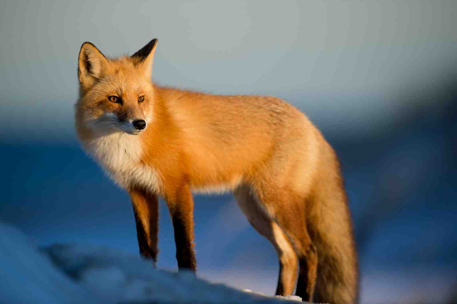 Majestic Red Fox Winter Landscape Wall Art